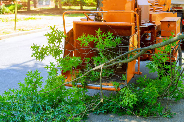 Best Lawn Maintenance Plans  in Madison, WV
