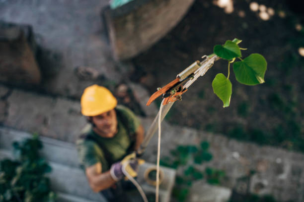 Best Root Management and Removal  in Madison, WV