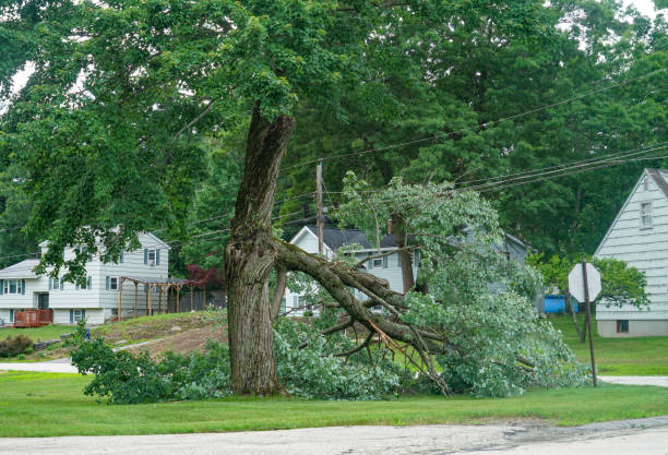 Best Emergency Tree Removal  in Madison, WV